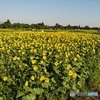 DJI_0052