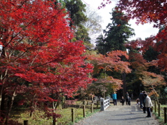 新座市  平林寺より2016秋4