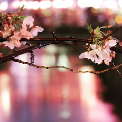 中目黒夜桜