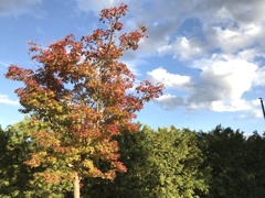 紅葉