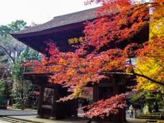 新座市  平林寺より2016秋7