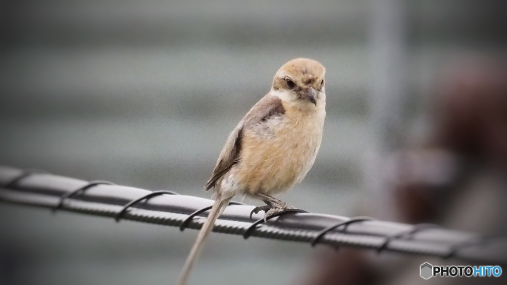 野鳥撮影