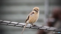野鳥撮影