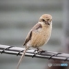 野鳥撮影