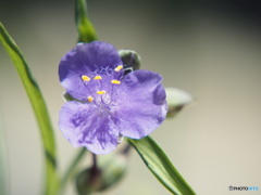 P6180516