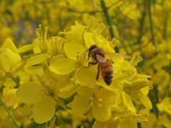 菜の花とミツバチ