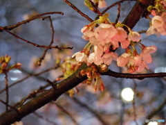 中目黒夜桜2