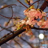 中目黒夜桜2