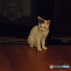 最近くるようになったおちびちゃん