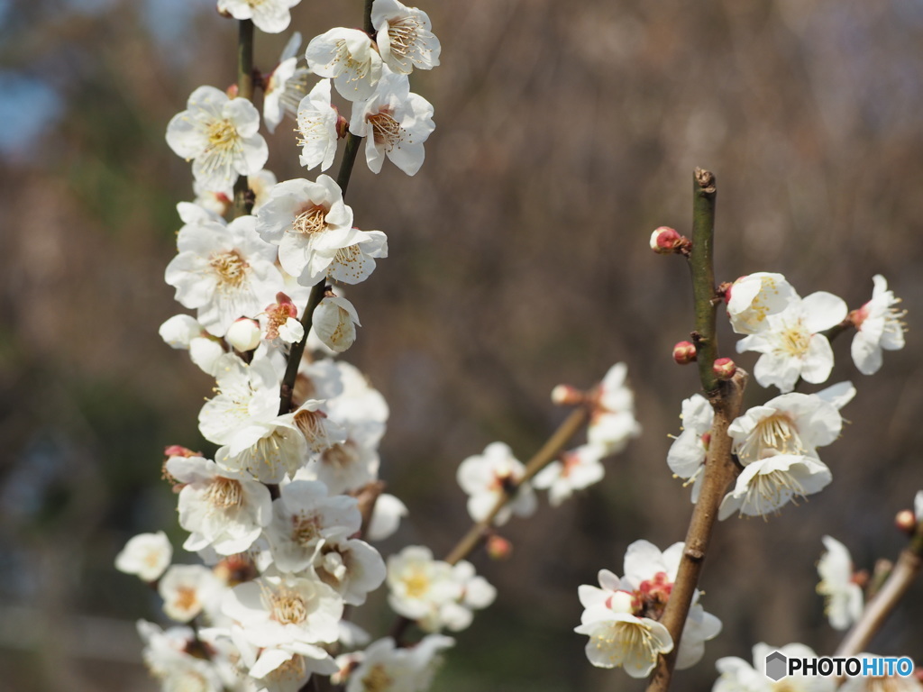 梅の花４