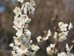 梅の花４