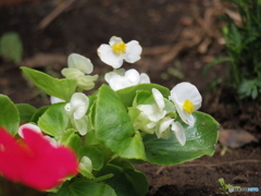 公園のお花