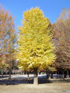 中浦和　別所沼公園７