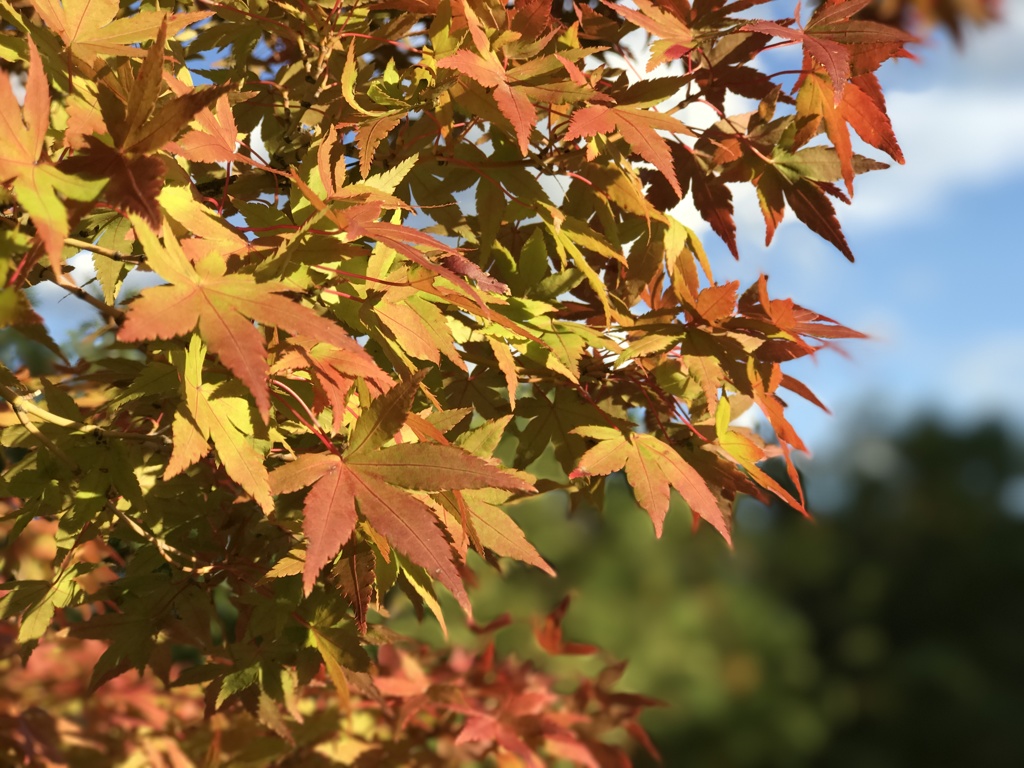 紅葉