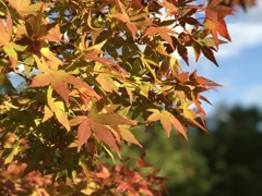 紅葉