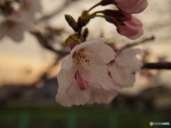 夕暮れ桜
