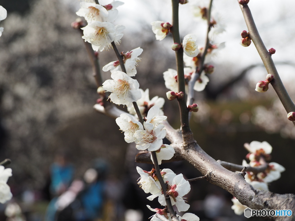 梅の花３