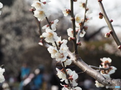 梅の花３
