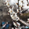 梅の花３