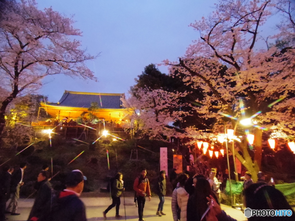 上野公園桜まつり７