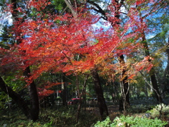 新座市  平林寺より2016秋8