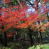 新座市  平林寺より2016秋8