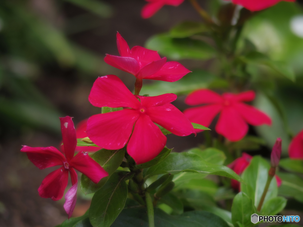 公園のお花