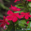 公園のお花