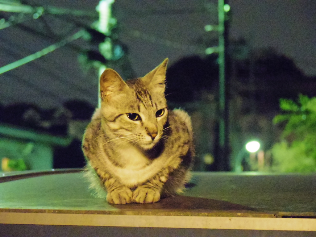 ご近所猫、夜警中