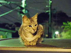 ご近所猫、夜警中