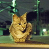 ご近所猫、夜警中