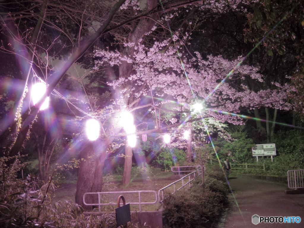綱島公園の桜3