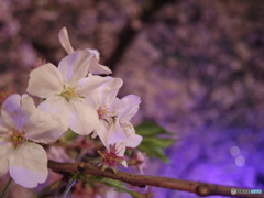中目黒夜桜