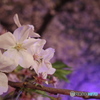 中目黒夜桜