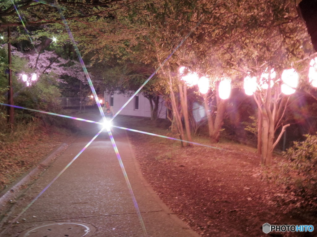 綱島公園の桜2