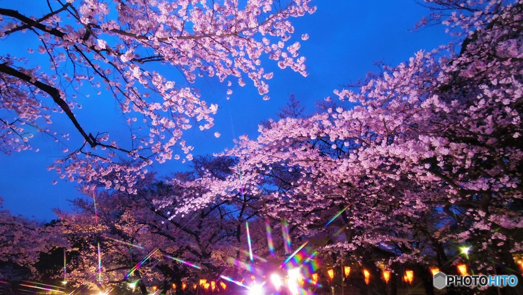 鮮やかな夜桜