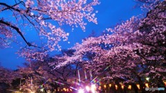 鮮やかな夜桜