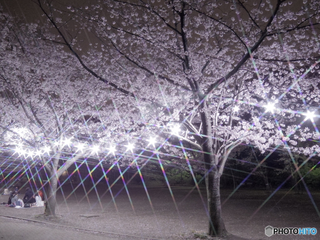 綱島公園の桜1