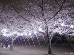 綱島公園の桜1