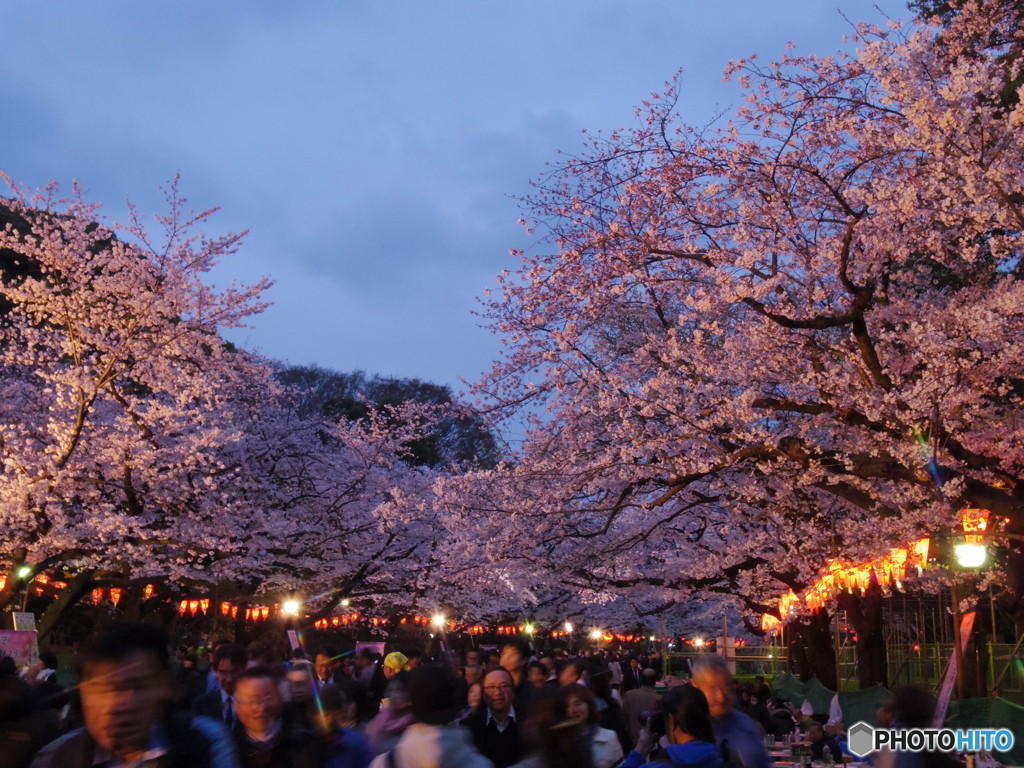 上野公園桜まつり１