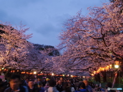 上野公園桜まつり１