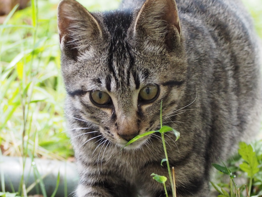自然の中の猫
