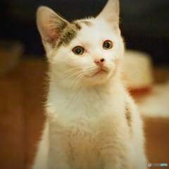 近所のハナちゃん