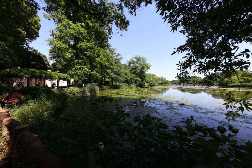 井の頭公園