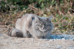 港町の愛され猫