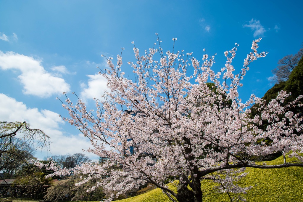 桜
