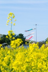 菜の花と鯉のぼり