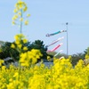 菜の花と鯉のぼり