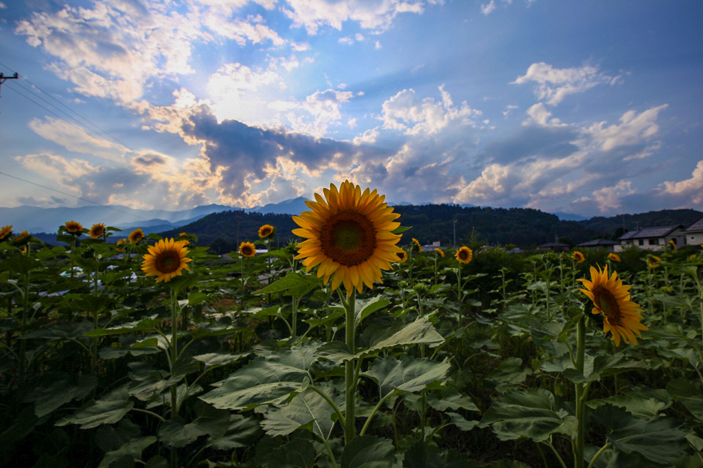 夏の花