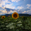 夏の花